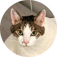 Henry - Marketing Cat 홍보 담당 냥